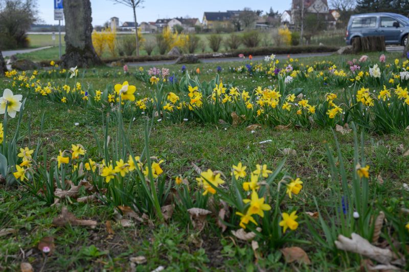 HVE_250612_Blumenzwiebel